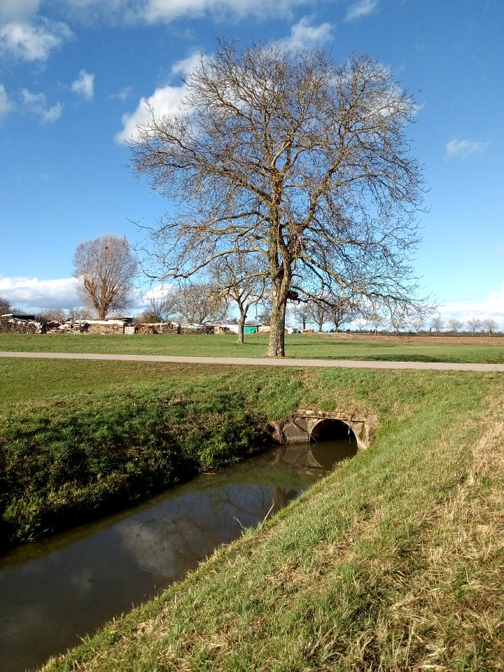 Alte Bach nördlich von Blankenloch