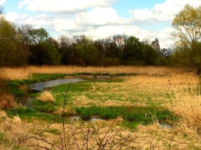 Altarme der Saale bei Halle