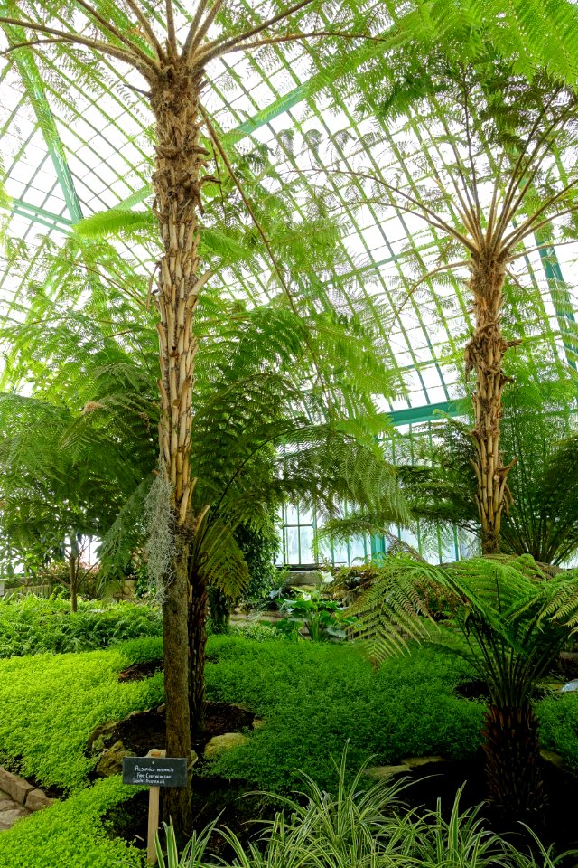 Alsophila australis - Laeken Royal Greenhouses - Royal Castle of Laeken - Brussels, Belgium - DSC07204
