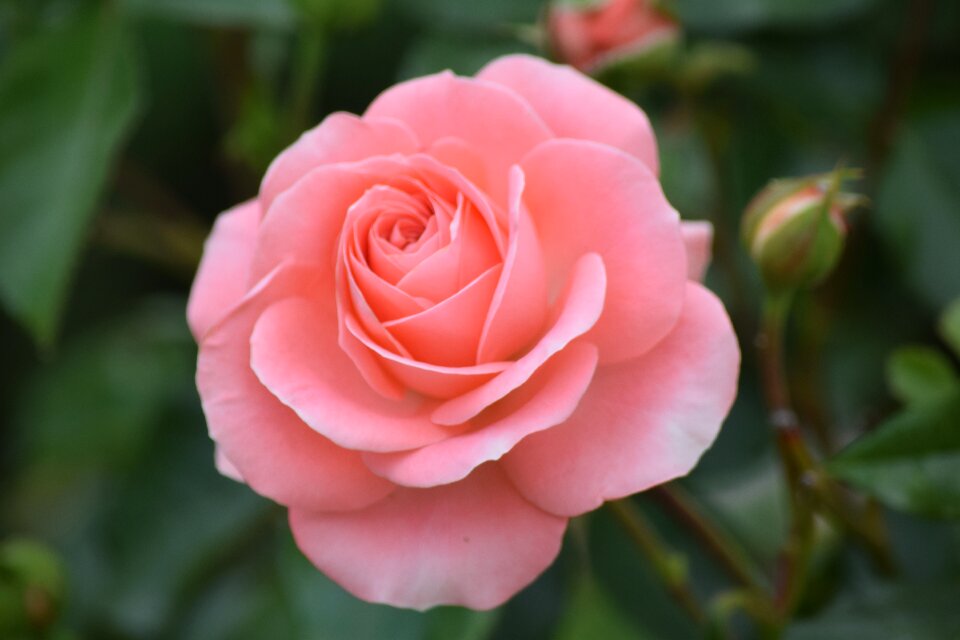 Rosa plant petal