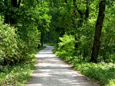 Alte Spandauer Poststraße Grunewald 2019-07-01 02