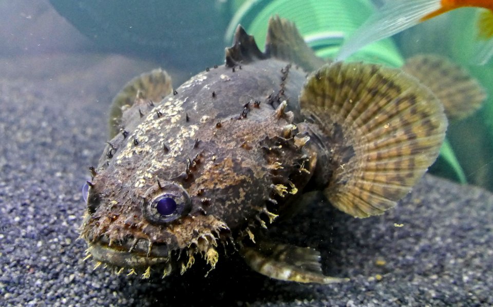 Allenbatrachus grunniens - Grunniens Süßwasser Krötenfisch (3)