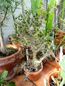 Alluaudia comosa - Lyman Plant House, Smith College - DSC04347