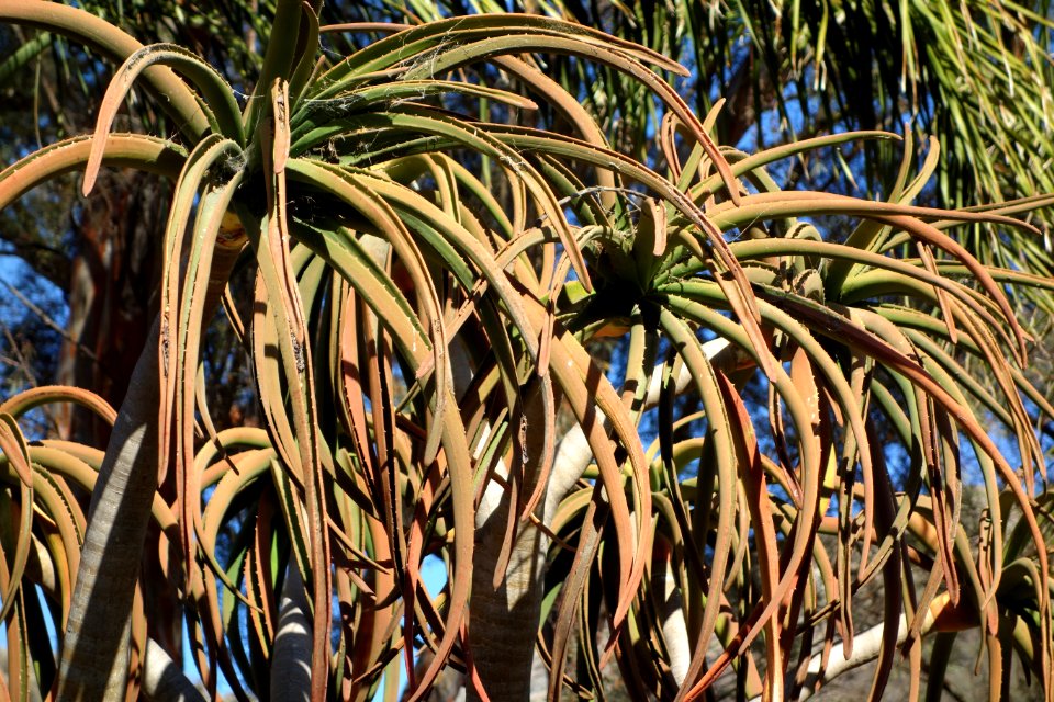 Aloe bainesii - Leaning Pine Arboretum - DSC05736