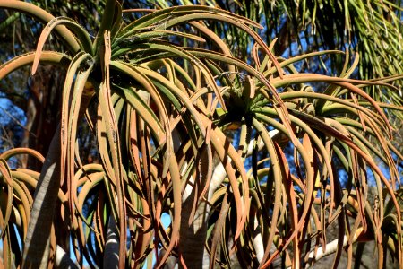 Aloe bainesii - Leaning Pine Arboretum - DSC05736