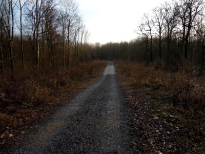 Alte Eythraer Straße (ehem. F 186) im Zwenkauer Eichholz nach dem Rückbau einer Segmentbogenbrücke Anfang März 2018