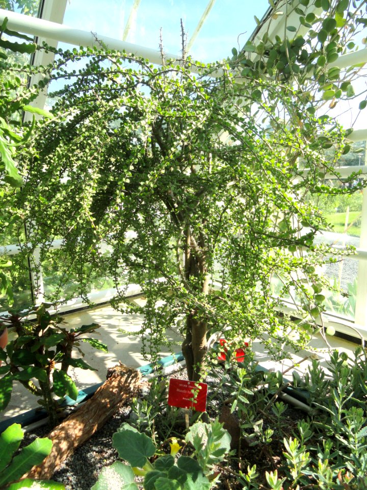 Alluaudia humbertii - Botanical Garden in Kaisaniemi, Helsinki - DSC03707