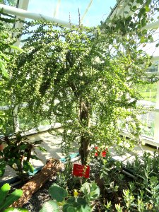 Alluaudia humbertii - Botanical Garden in Kaisaniemi, Helsinki - DSC03707