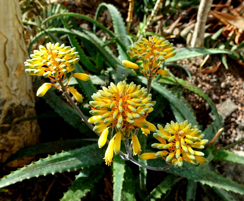 Aloe camperi (Aloe eru) - Orto botanico - Rome, Italy - DSC00016