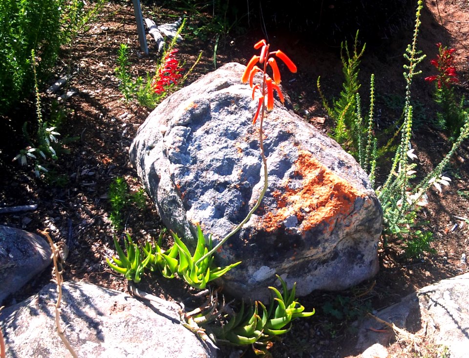 Aloe decumbens - Langeberg Sandstone Fynbos 2