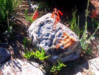 Aloe decumbens - Langeberg Sandstone Fynbos 2