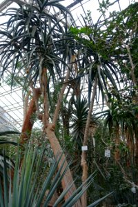 Aloe bainesii - Botanischer Garten - Heidelberg, Germany - DSC01374
