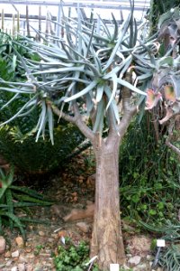 Aloe dichotoma - Botanischer Garten, Dresden, Germany - DSC08904