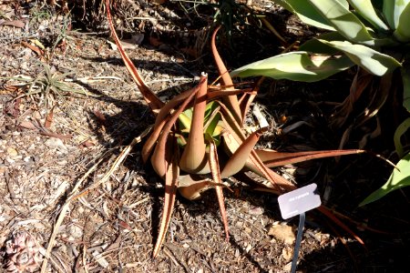 Aloe cryptopoda - Leaning Pine Arboretum - DSC05730 photo