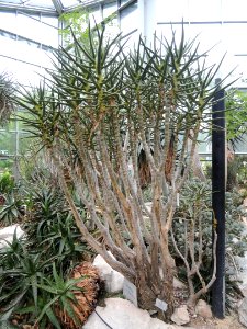 Aloe dichotoma var. ramosissima - Palmengarten Frankfurt - DSC01740 photo