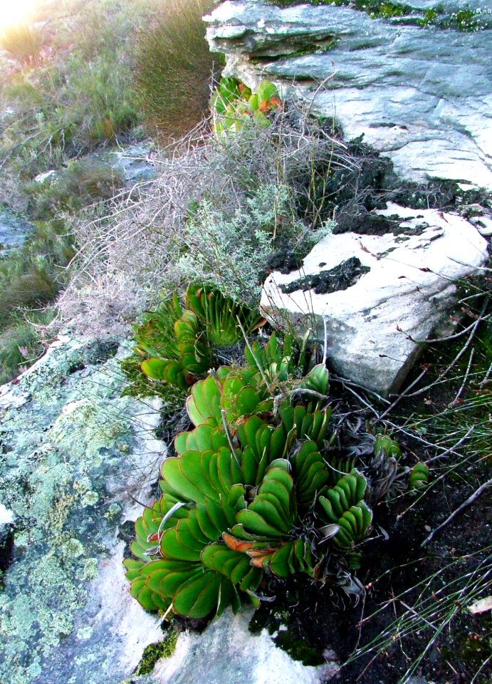 Aloe haemanthifolia of Western Cape mountaintops South Africa 2