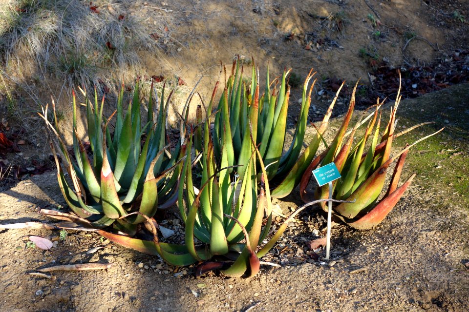 Aloe cryptopoda - San Luis Obispo Botanical Garden - DSC05917