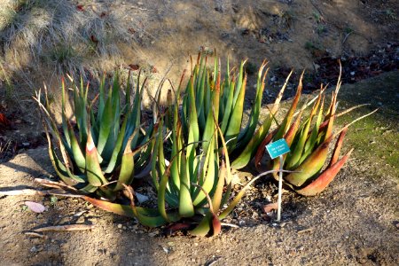 Aloe cryptopoda - San Luis Obispo Botanical Garden - DSC05917