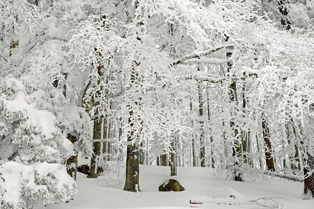 Snow cold trees