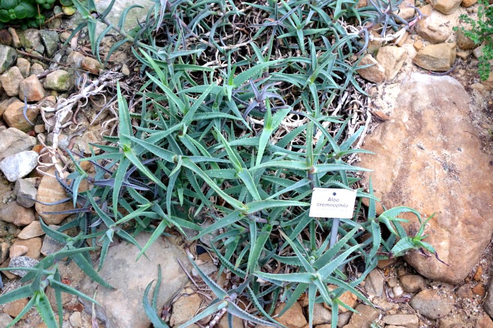 Aloe cremnophila - Botanischer Garten, Dresden, Germany - DSC08896