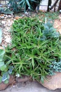 Aloe dorotheae - Botanischer Garten, Dresden, Germany - DSC08909