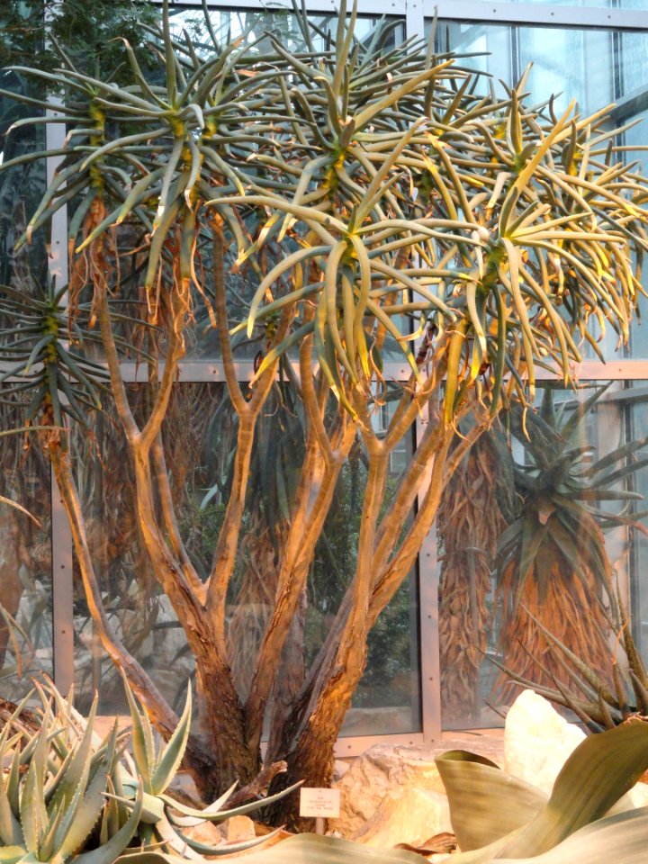 Aloe dichotoma var. ramosissima - Palmengarten Frankfurt - DSC01750