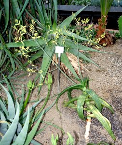 Aloe niebuhriana - Botanischer Garten - Heidelberg, Germany - DSC01335