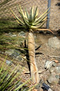 Aloe dichotoma - Leaning Pine Arboretum - DSC05572
