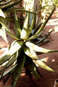 Aloe ferox (Jardin Majorelle) photo