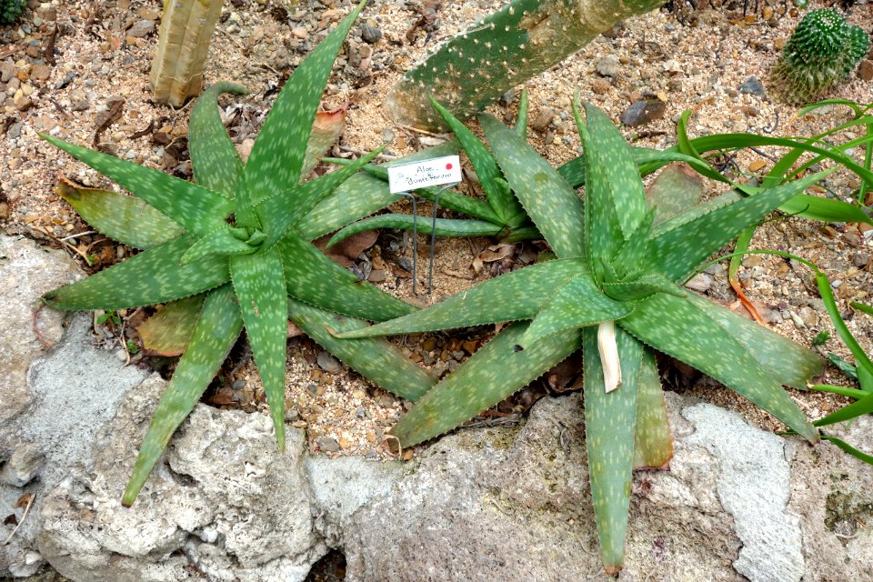 Aloe ellenbeckii (Aloe dumetorum) - Krohn Conservatory - DSC03554