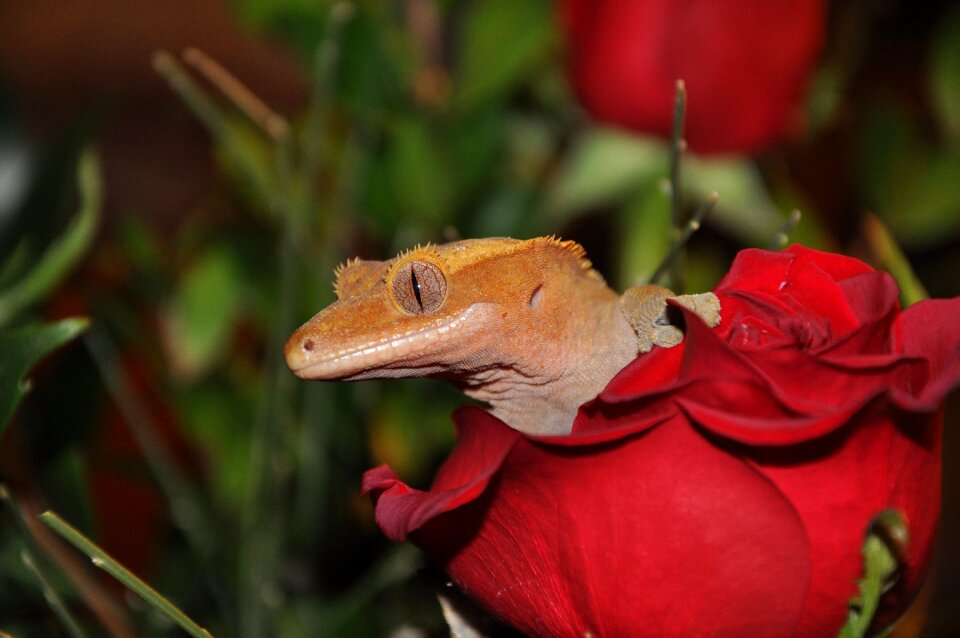 Crested gecko reptile flower