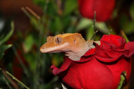 Crested gecko reptile flower photo