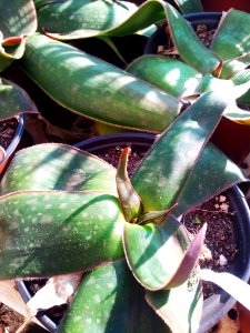 Aloe fimbrialis in cultivation