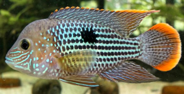 Andinoacara rivulatus ♂ - Goldsaumbuntbarsch