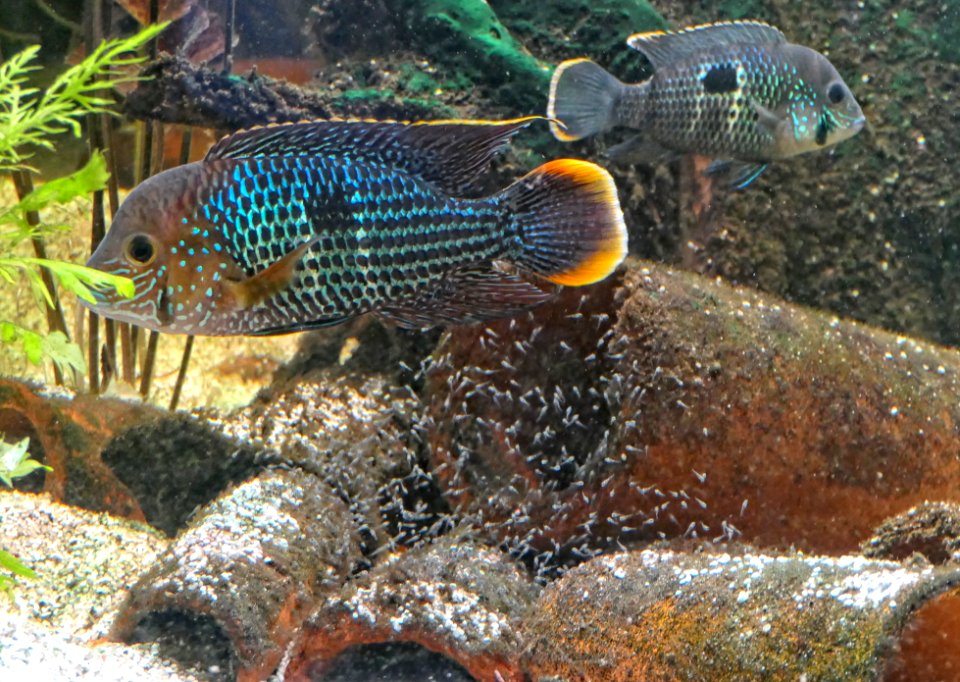 Andinoacara rivulatus - Goldsaumbuntbarsche mit Jungen