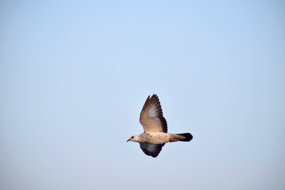 Bird flight blue sky
