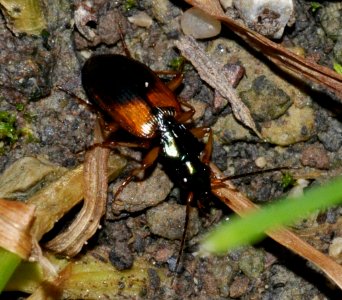 Anchomenus-dorsalis-05-fws