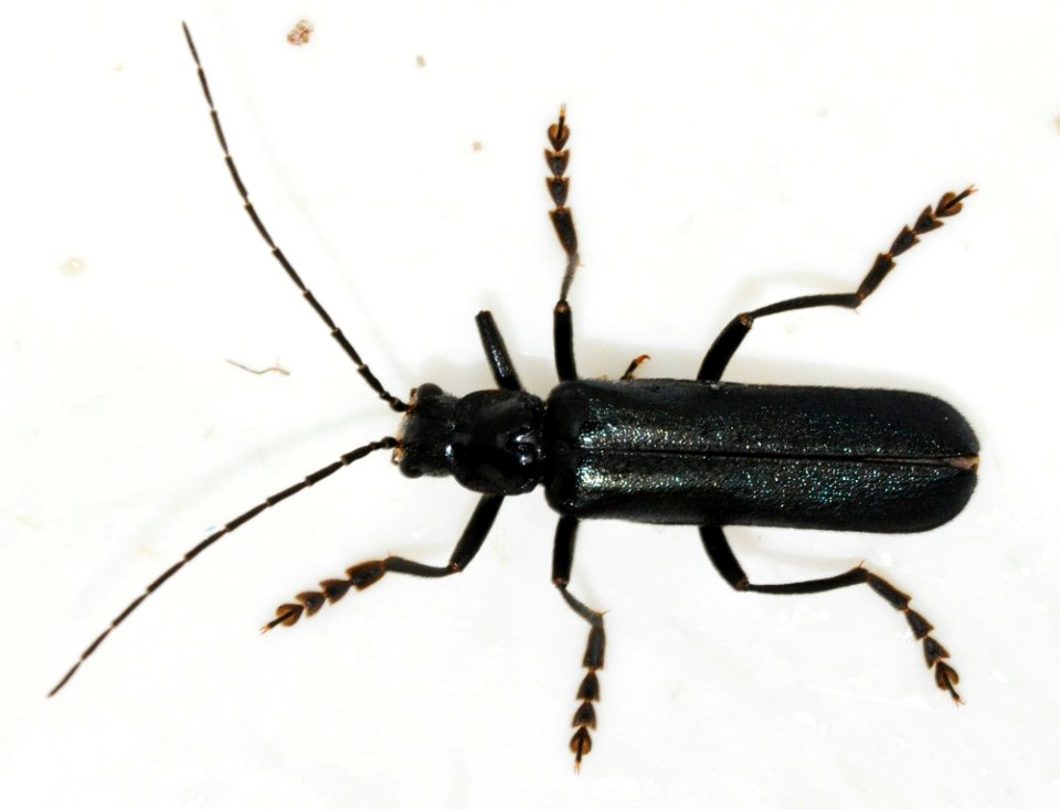 Ancistronycha-abdominalis-03-fws