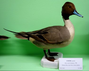Anas acuta (male) - Museo Civico di Storia Naturale Giacomo Doria - Genoa, Italy - DSC03092