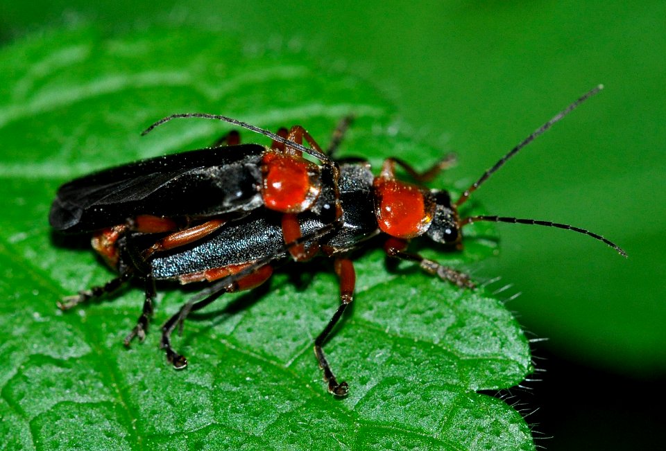 Ancistronycha-abdominalis-05-fws