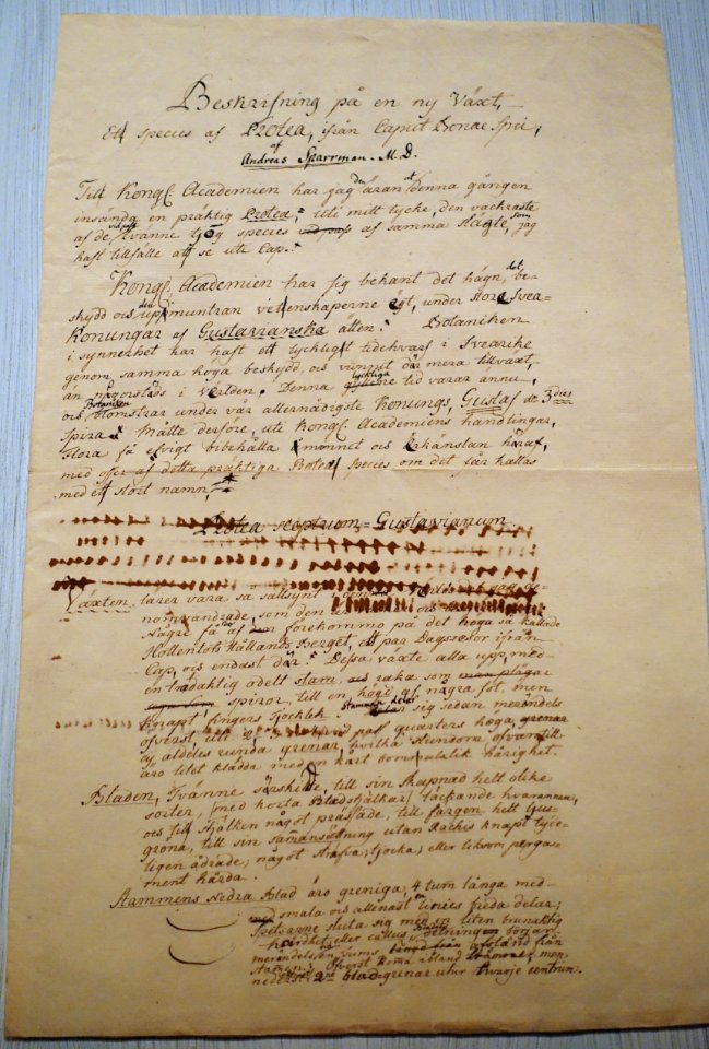 Anders Sparrman manuscript - Etnografiska museet - Stockholm, Sweden - DSC00804