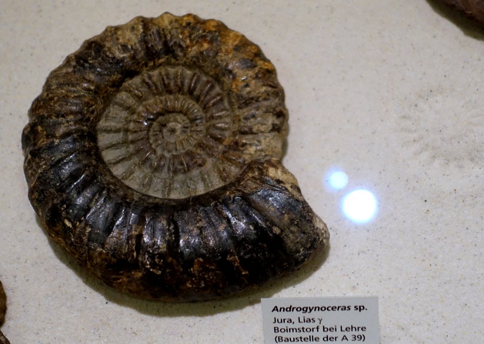 Androgynoceras sp. - Naturhistorisches Museum, Braunschweig, Germany - DSC05249
