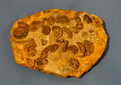 Androgynoceras lataecosta and Tragophylloceras numismale - Naturhistorisches Museum, Braunschweig, Germany - DSC05164