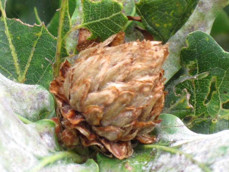 Andricus foecundatrix (gallwasp) induced Artichoke gall on Quercus (oak)