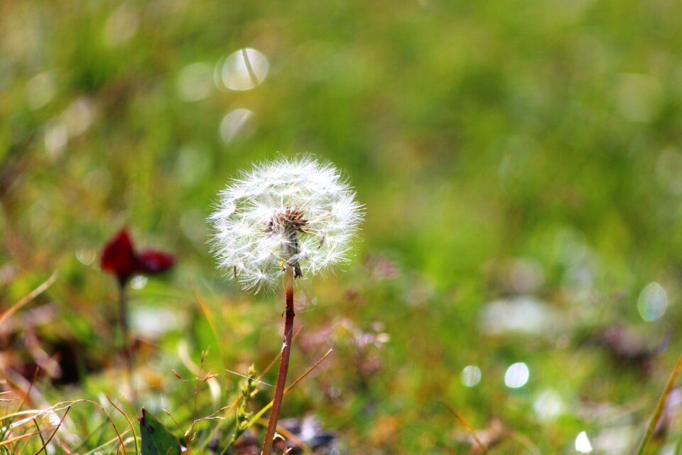 Bloom blossom biological