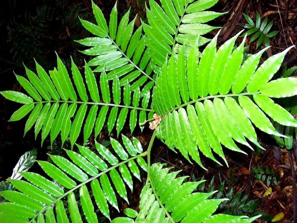 Angiopteris evecta Coffs Harbour