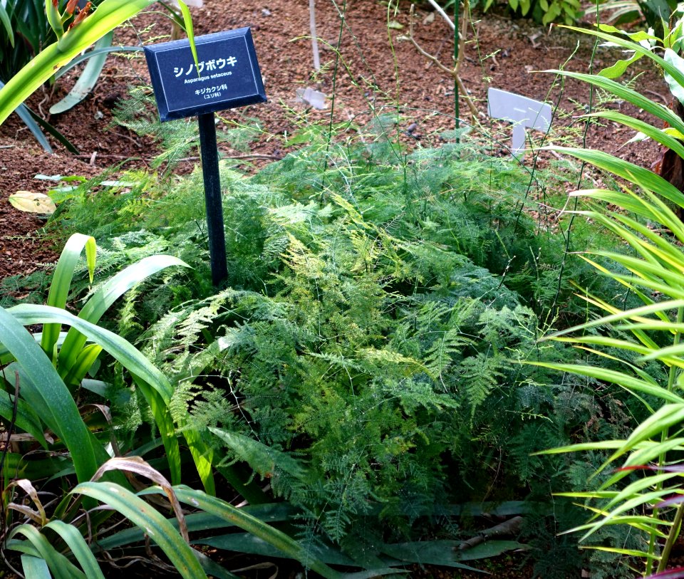Asparagus setaceus - Shinjuku Gyo-en Greenhouse - Tokyo, Japan - DSC05933