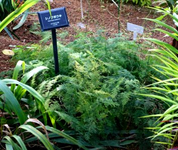 Asparagus setaceus - Shinjuku Gyo-en Greenhouse - Tokyo, Japan - DSC05933