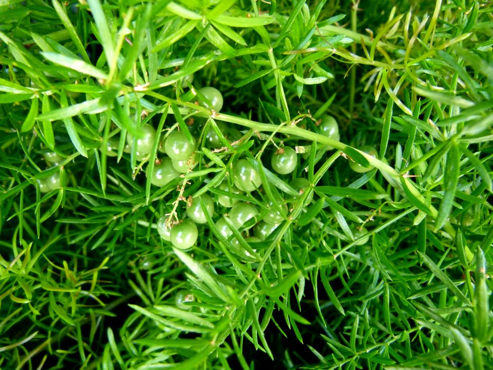 Asparagus sprengeri