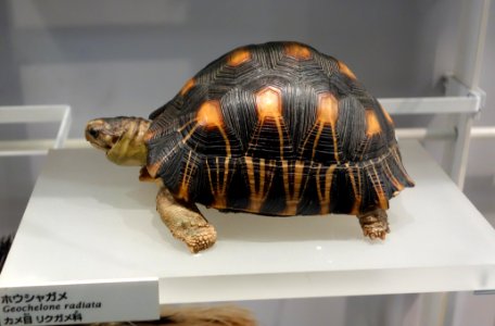 Astrochelys radiata (Geochelone radiata) - National Museum of Nature and Science, Tokyo - DSC07535